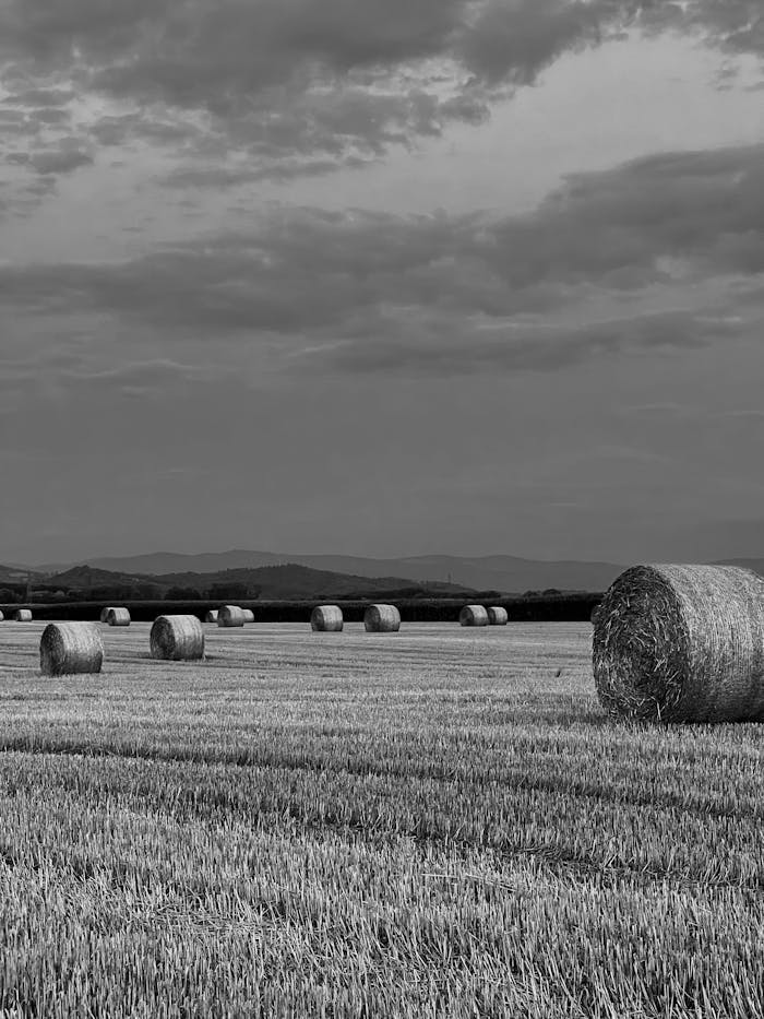 Bales of Hay in a Field